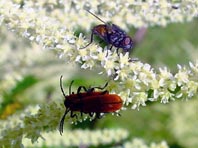 Rüssel-Rotdeckenkäfer, Lygistopterus sanguineus