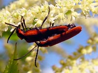 Rüssel-Rotdeckenkäfer, Lygistopterus sanguineus