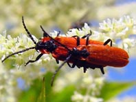 Rüssel-Rotdeckenkäfer, Lygistopterus sanguineus