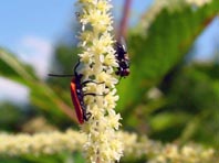 Rüssel-Rotdeckenkäfer, Lygistopterus sanguineus