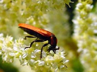 Rüssel-Rotdeckenkäfer, Lygistopterus sanguineus