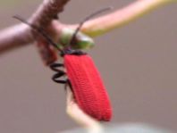 Platycis minutus