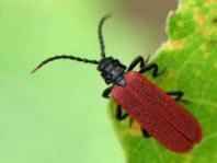 Platycis minutus