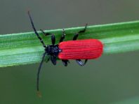 Platycis minutus