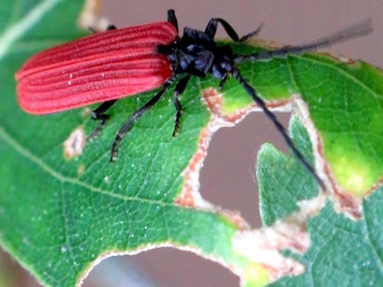 Pyropterus nigroruber