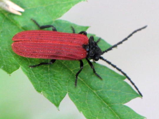 Pyropterus nigroruber