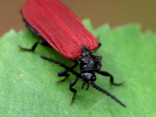 Pyropterus nigroruber