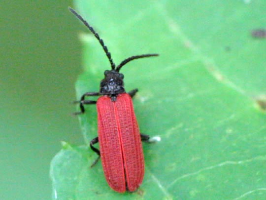 Pyropterus nigroruber