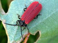 Pyropterus nigroruber