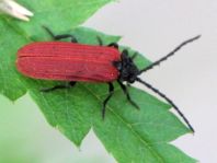 Pyropterus nigroruber