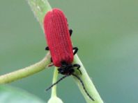 Pyropterus nigroruber