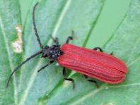 Pyropterus nigroruber