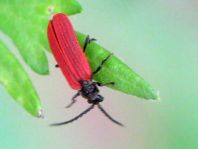 Pyropterus nigroruber