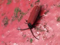 Pyropterus nigroruber