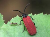 Pyropterus nigroruber