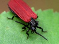 Pyropterus nigroruber