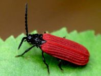 Pyropterus nigroruber