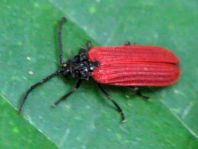 Pyropterus nigroruber
