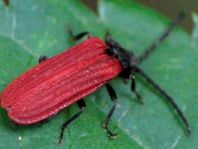 Pyropterus nigroruber
