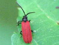 Pyropterus nigroruber