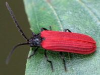 Pyropterus nigroruber