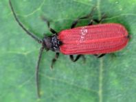 Pyropterus nigroruber