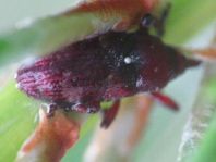 Rüsselkäfer, Curculionidae