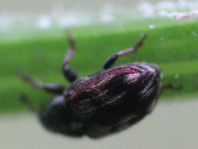 Rüsselkäfer, Curculionidae