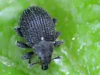 Anoplus roboris