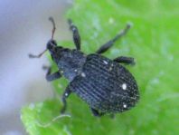 Anoplus roboris