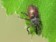 Anthonomus phyllocola, Kiefern-Knospenstecher