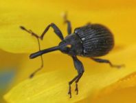 Anthonomus rubi, Erdbeerblütenstecher