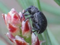 Anthonomus rubi, Erdbeerblütenstecher