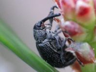 Anthonomus rubi, Erdbeerblütenstecher