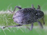 Anthonomus rubi, Erdbeerblütenstecher