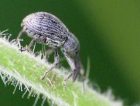 Anthonomus rubi, Erdbeerblütenstecher