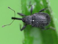 Anthonomus rubi, Erdbeerblütenstecher