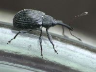 Anthonomus rubi, Erdbeerblütenstecher
