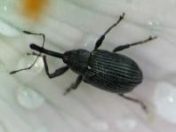 Anthonomus rubi, Erdbeerblütenstecher
