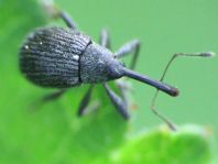 Anthonomus rubi, Erdbeerblütenstecher