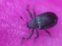 Anthonomus rubi, Erdbeerblütenstecher