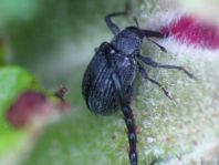 Anthonomus rubi, Erdbeerblütenstecher