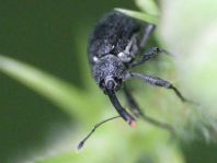 Anthonomus rubi, Erdbeerblütenstecher
