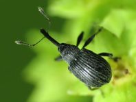 Anthonomus rubi, Erdbeerblütenstecher