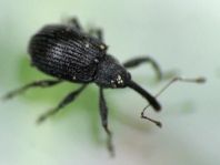 Anthonomus rubi, Erdbeerblütenstecher