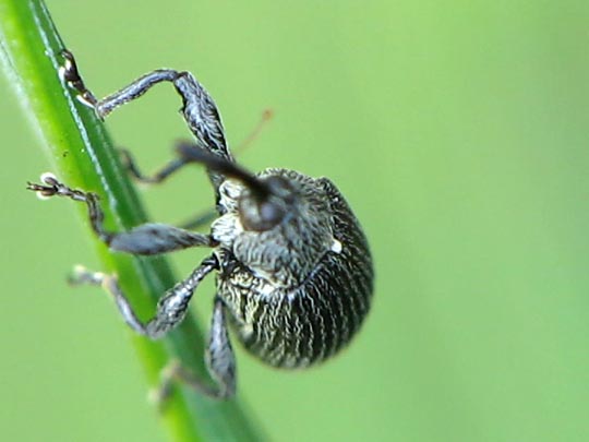 Anthonomus rubi, Erdbeerblütenstecher