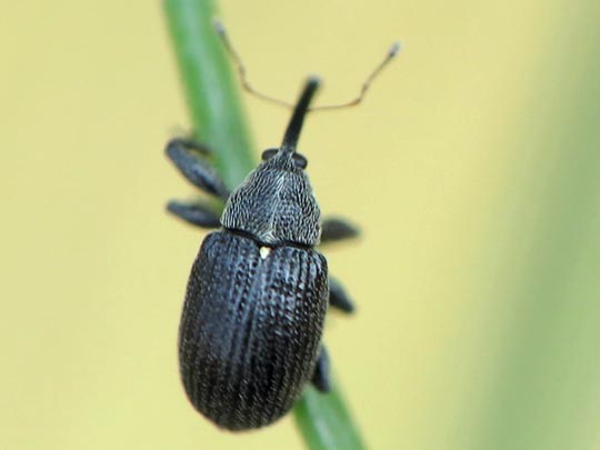 Anthonomus rubi, Erdbeerblütenstecher