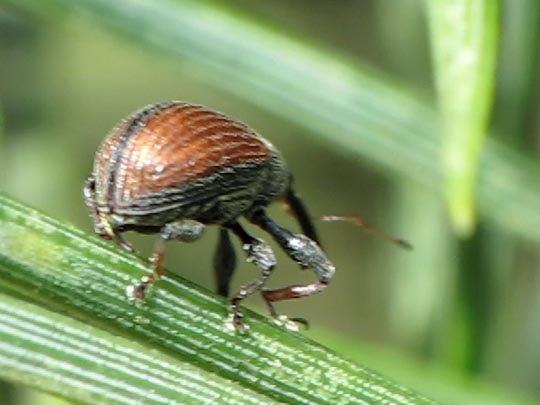 Anthonomus phyllocola, Kiefern-Knospenstecher
