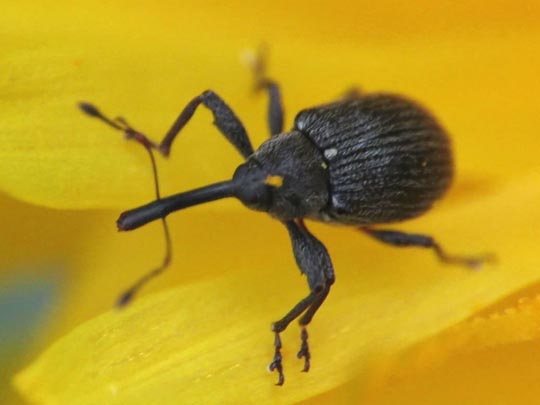 Anthonomus rubi, Erdbeerblütenstecher
