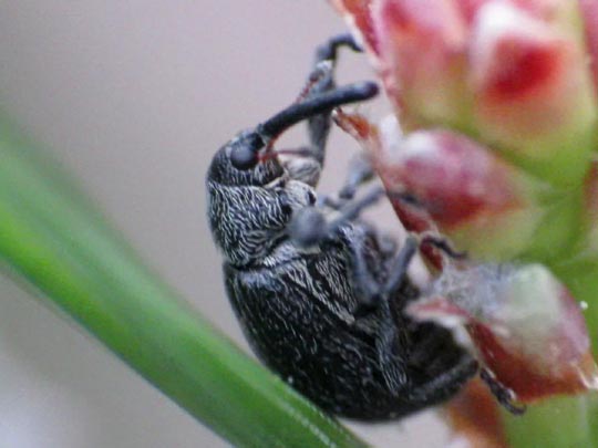Anthonomus rubi, Erdbeerblütenstecher